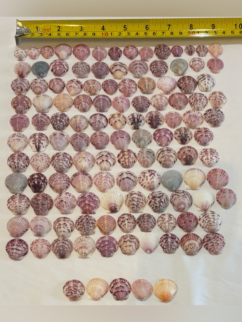 120 LOT SEA SHELLS SANIBEL FL. SCALLOP SMALL TINY MIX CRAFT COLLECT SCALLOPS
